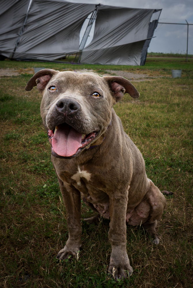 adoptable Dog in Abbeville, LA named Ponyo