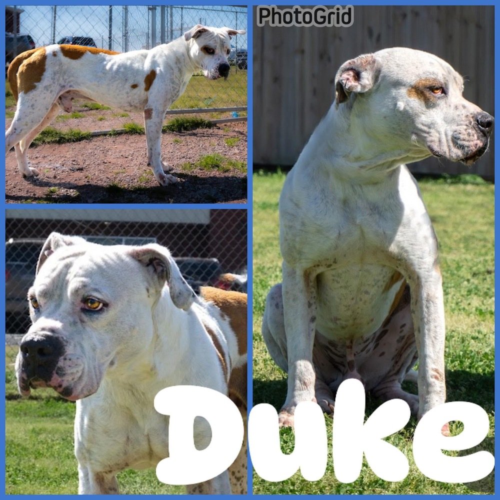 adoptable Dog in Abbeville, LA named Duke
