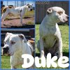 adoptable Dog in abbeville, LA named Duke