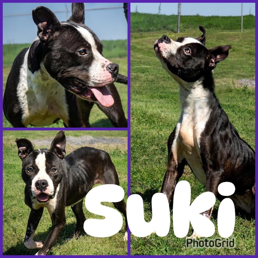 adoptable Dog in Abbeville, LA named Suki