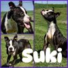 adoptable Dog in  named Suki