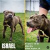 adoptable Dog in abbeville, LA named Israel