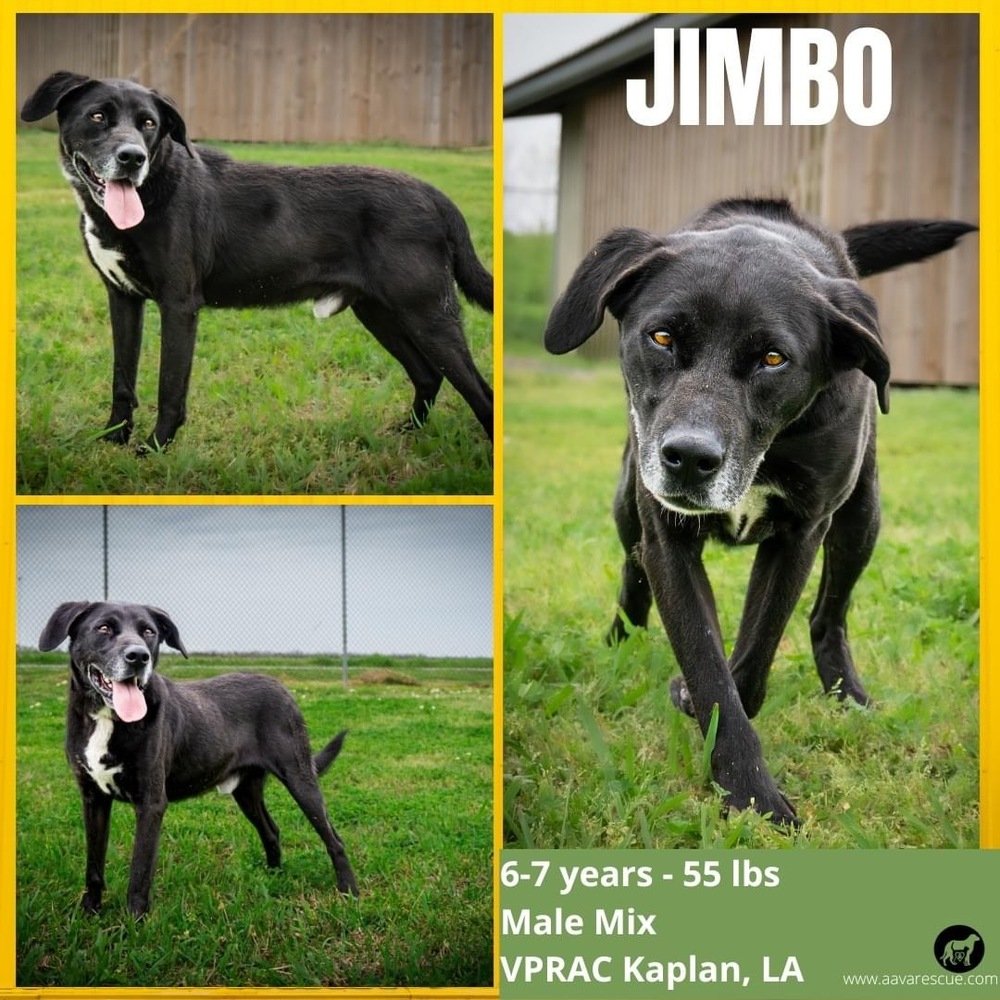 adoptable Dog in Abbeville, LA named Jimbo