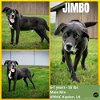 adoptable Dog in  named Jimbo
