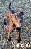 adoptable Dog in abbeville, LA named Samson