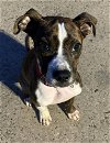 adoptable Dog in abbeville, LA named Bruno