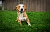 adoptable Dog in abbeville, LA named Mancusso