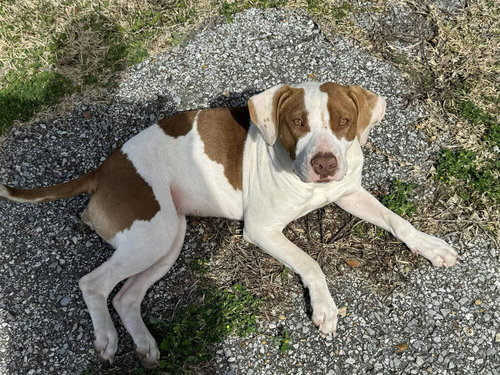 PEACHES - Terrier available for adoption