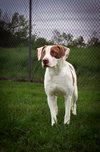 Peaches - Photo 2