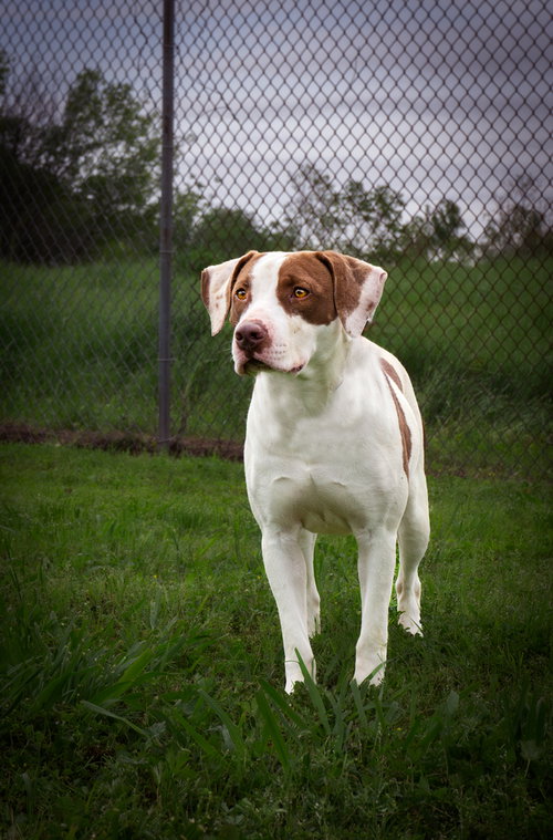 PEACHES - Terrier available for adoption