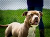 adoptable Dog in abbeville, LA named Bishop