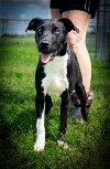 adoptable Dog in abbeville, LA named Sid