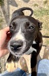 adoptable Dog in abbeville, LA named Mandy