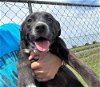 adoptable Dog in abbeville, LA named Missy