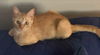 adoptable Cat in Abbeville, LA named Pumpkin