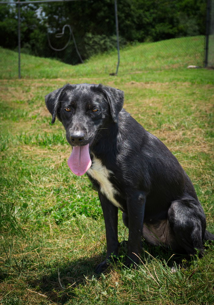 adoptable Dog in Abbeville, LA named Justine