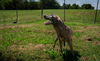 adoptable Dog in Abbeville, LA named Dusty