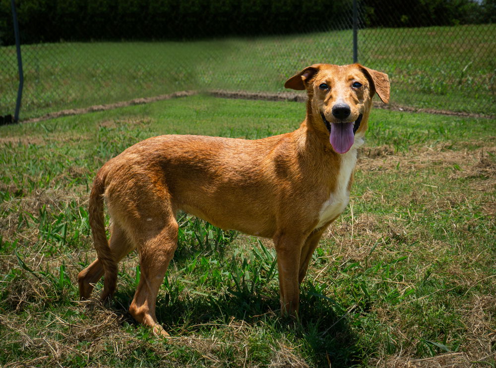 adoptable Dog in Abbeville, LA named Babs