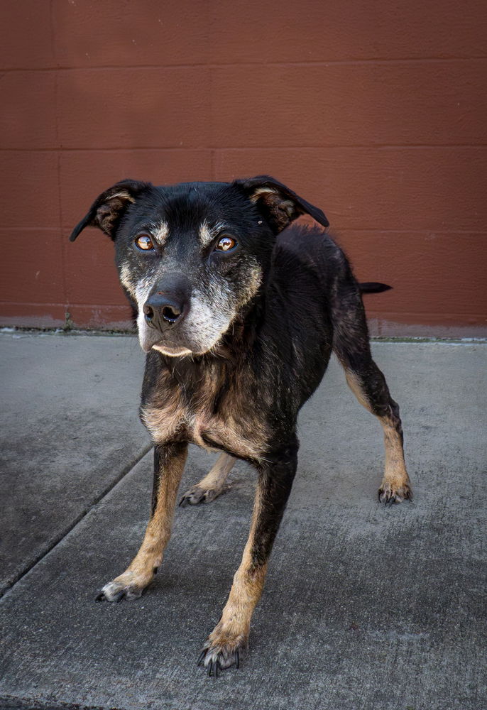 adoptable Dog in Abbeville, LA named Murphy