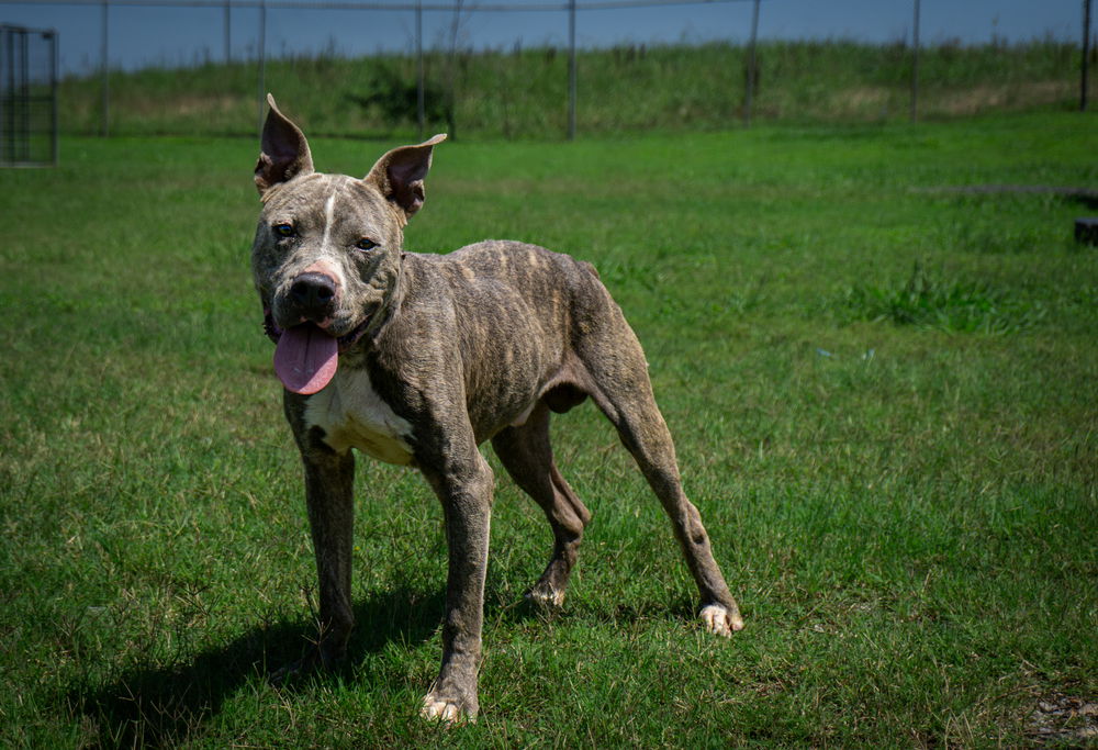 adoptable Dog in Abbeville, LA named Chance