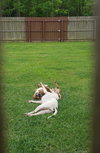 Brocho - Photo 3
