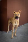 adoptable Dog in Abbeville, LA named Glenda