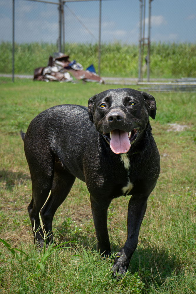 adoptable Dog in Abbeville, LA named Luna