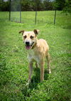 adoptable Dog in Abbeville, LA named Annie