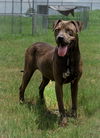 adoptable Dog in Abbeville, LA named Trinity