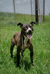 adoptable Dog in Abbeville, LA named Liberty