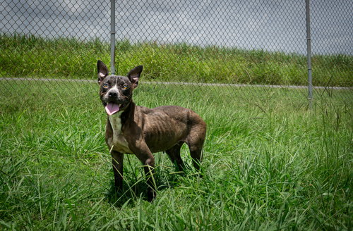 LIBERTY - Terrier available for adoption