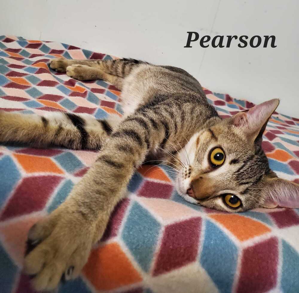 adoptable Cat in Abbeville, LA named Pearson