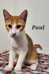 adoptable Cat in , LA named Paul