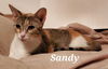 adoptable Cat in , LA named Sandy