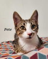 adoptable Cat in Abbeville, LA named Pete