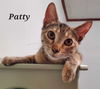 adoptable Cat in Abbeville, LA named Patty