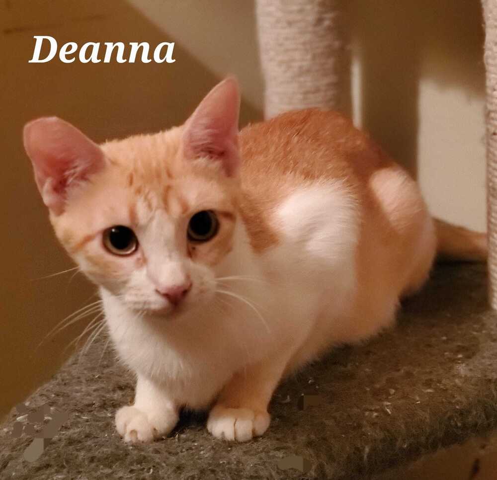 adoptable Cat in Abbeville, LA named Deanna