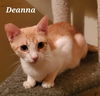 adoptable Cat in , LA named Deanna