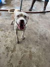 adoptable Dog in Abbeville, LA named Brandy