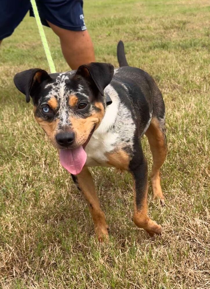 adoptable Dog in Abbeville, LA named Shawna