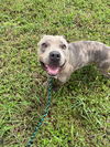 adoptable Dog in Abbeville, LA named Camel