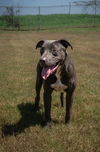 adoptable Dog in Abbeville, LA named Colby