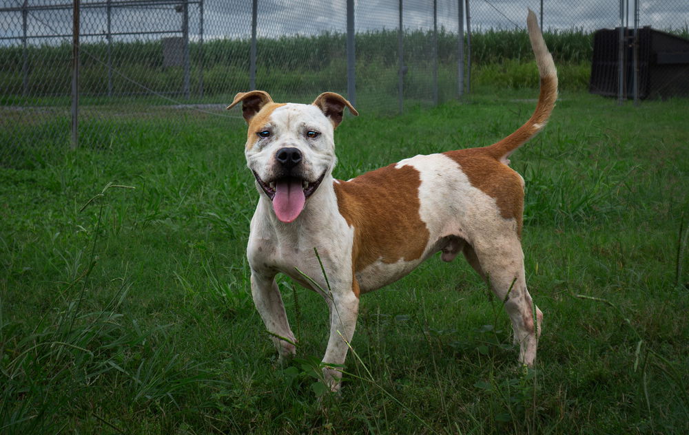 adoptable Dog in Abbeville, LA named Kyle