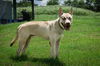 adoptable Dog in Abbeville, LA named Rhylee