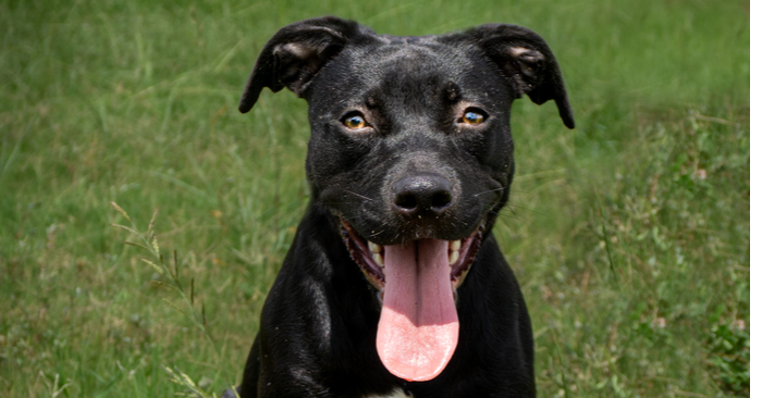 adoptable Dog in Abbeville, LA named Joyce