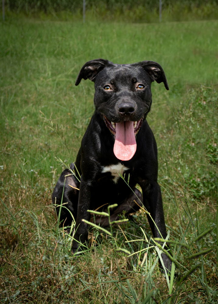 adoptable Dog in Abbeville, LA named Joyce