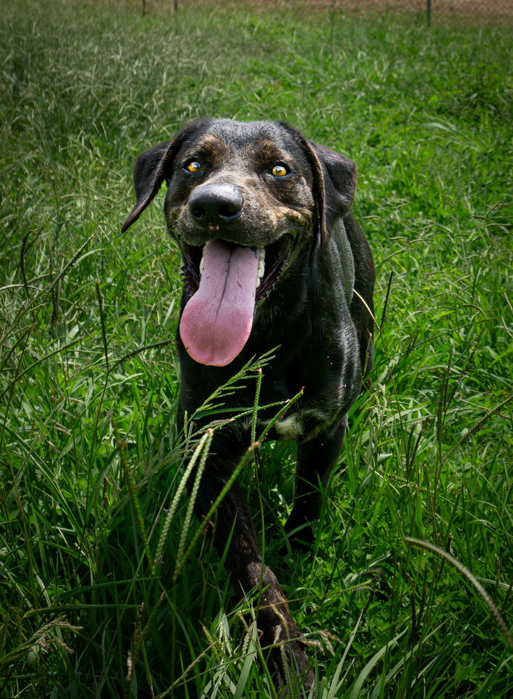 adoptable Dog in Abbeville, LA named Antoine