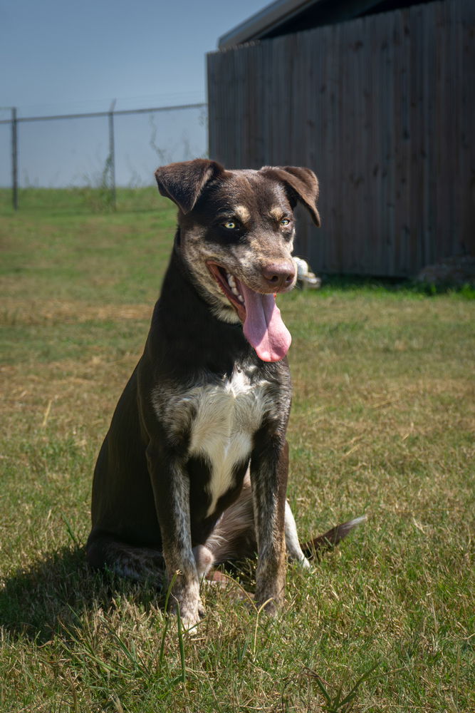 adoptable Dog in Abbeville, LA named Tray