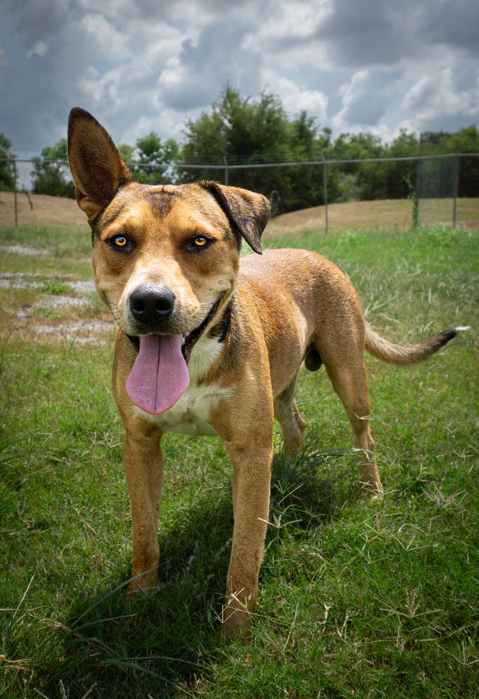 adoptable Dog in Abbeville, LA named Ryan