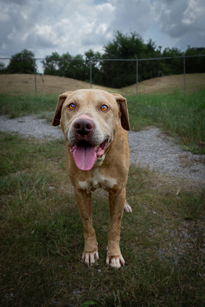 adoptable Dog in Abbeville, LA named Brayton